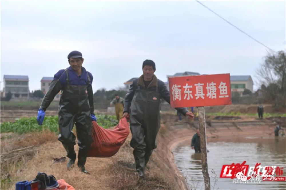 姜珊 摄影 肖亚辉)1月9日,在湖南省衡东县石滩乡真塘村,村民们下到