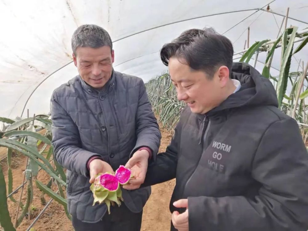 大棚内,冯永涛正在为火龙果树施肥,虽已寒冬,但一