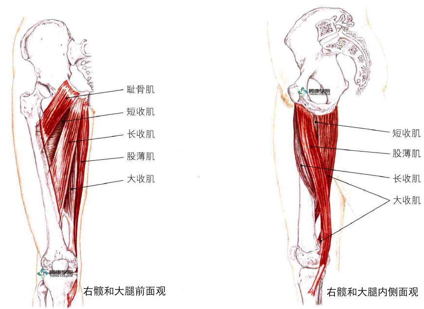 拉伸髋关节内收肌群