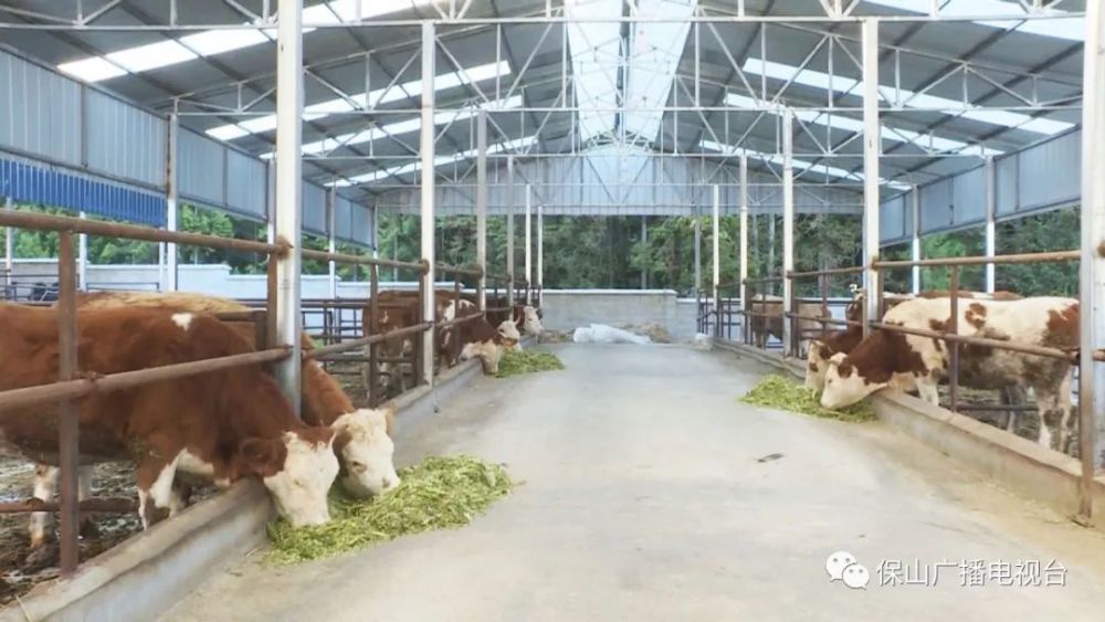 鹏欣集团万头肉牛养殖项目落地保山