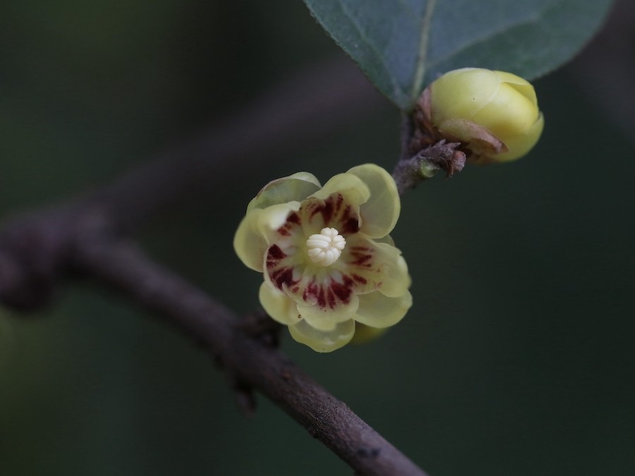 三是狗牙蜡梅,也称狗蝇蜡梅,花瓣颜色最浅