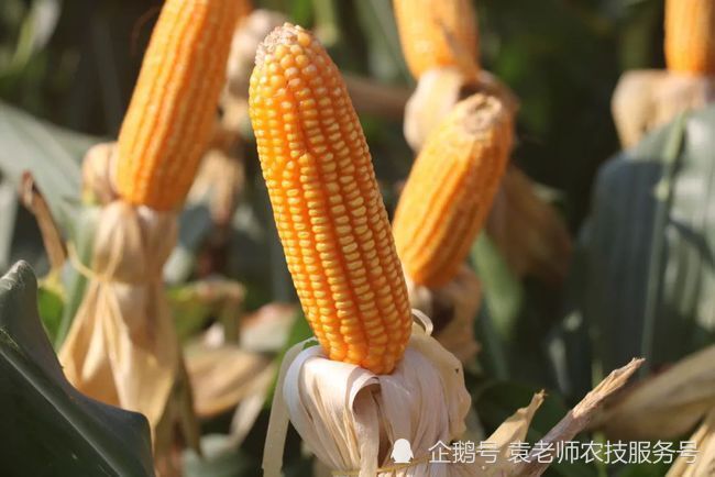 这几个最新选育的矮杆耐密高产玉米新品种,株高只有250厘米