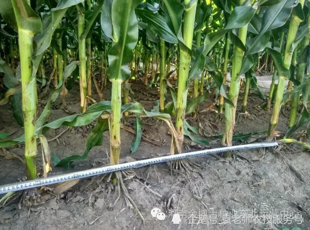 这几个最新选育的矮杆耐密高产玉米新品种,株高只有250厘米