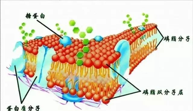 卵磷脂的分子结构中含有亲水基团和疏水基团,具有脂质,乳化剂(降低