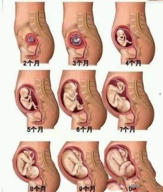 怀孕十周的时候胎盘已经形成,具有分泌激素的能力,代替了卵巢分泌