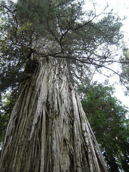 世界排名10大古树,第一却是中国国宝级植物