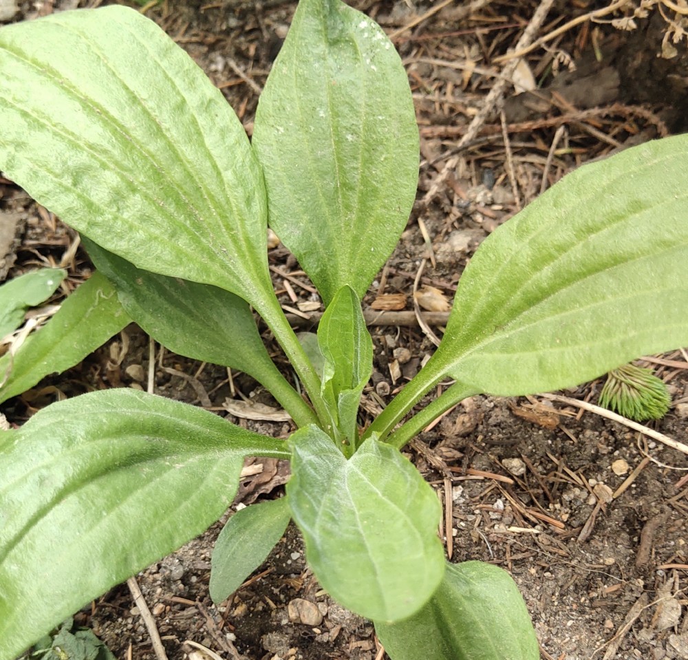 车前草,学名平车前,车前科车前属,一年生或二年生草本植物.