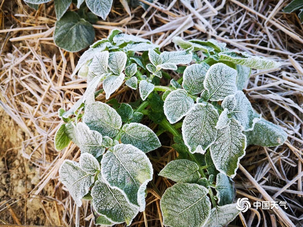 蔬果结霜 广东遭遇大范围霜冻结冰天气