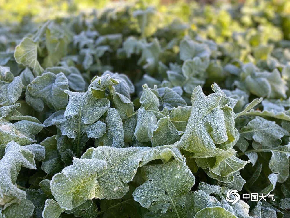 蔬果结霜 广东遭遇大范围霜冻结冰天气