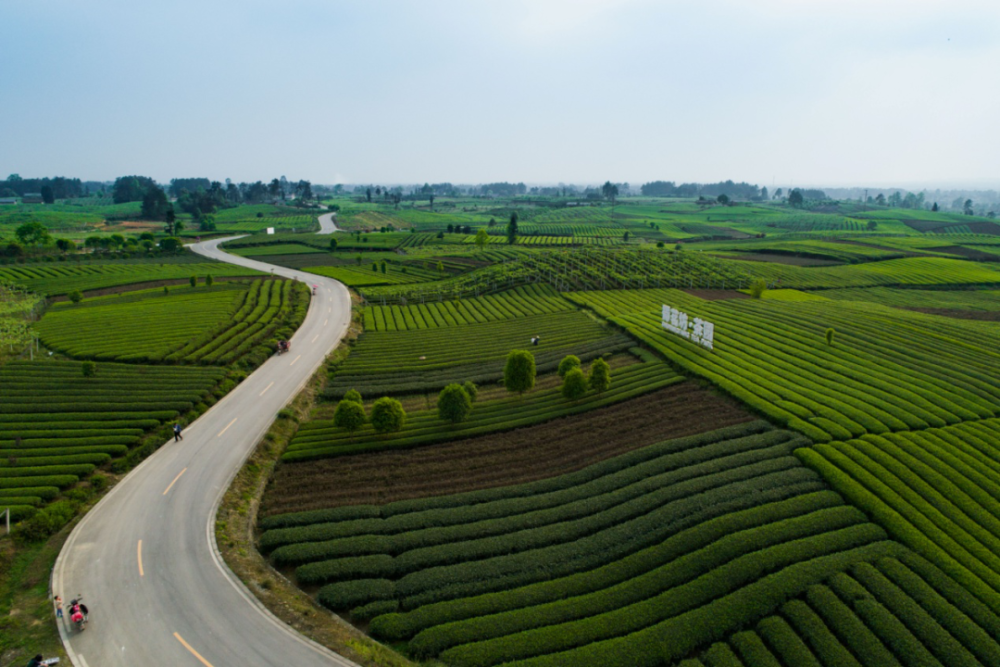 途径箭塔村,泉滩村,藕塘村,沙楼村,同心村,串联甘溪镇雷竹基地,明月