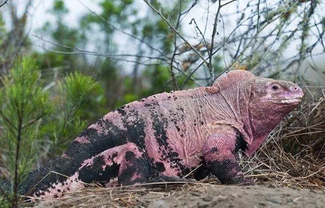 根据估计,野生加拉帕戈斯陆鬣蜥的寿命可达 60岁.