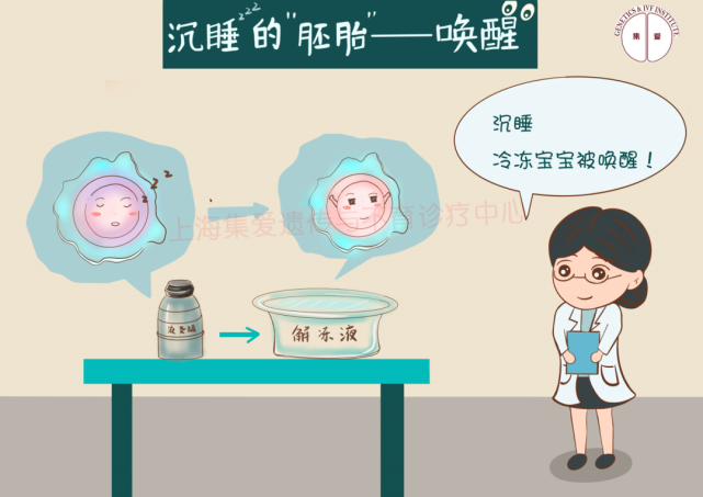 冷冻胚胎,会冻死吗?