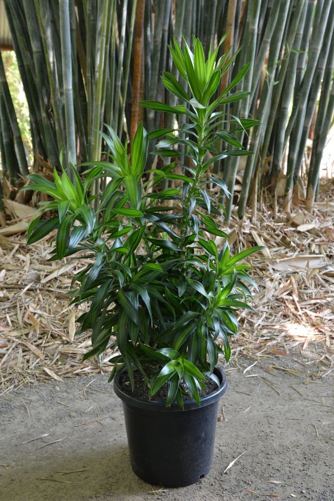 水培富贵竹时,可搭配百合竹,附生活常见的龙血树属植物盘点