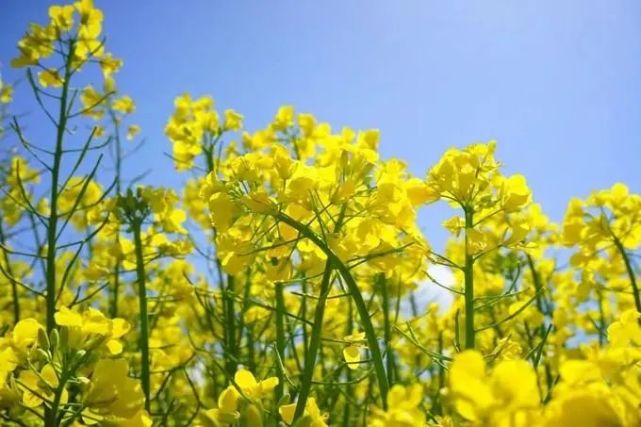 1日,美哭了【赏花怀旧】春天的脚步近了,2021翁源第一波油菜花开了,行