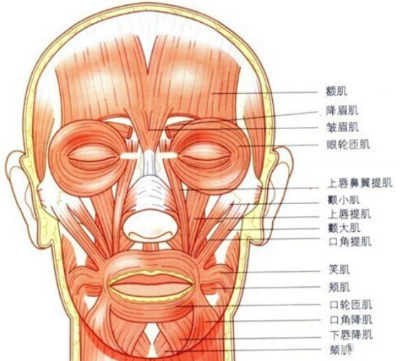 肌肉在动,参与上唇上抬的肌肉有提上唇鼻翼肌,提上唇肌,颧小肌,颧大肌