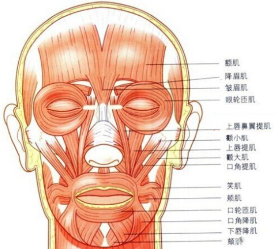 其实是有很多肌肉在动,参与上唇上抬的肌肉有提上唇鼻翼肌,提上唇肌