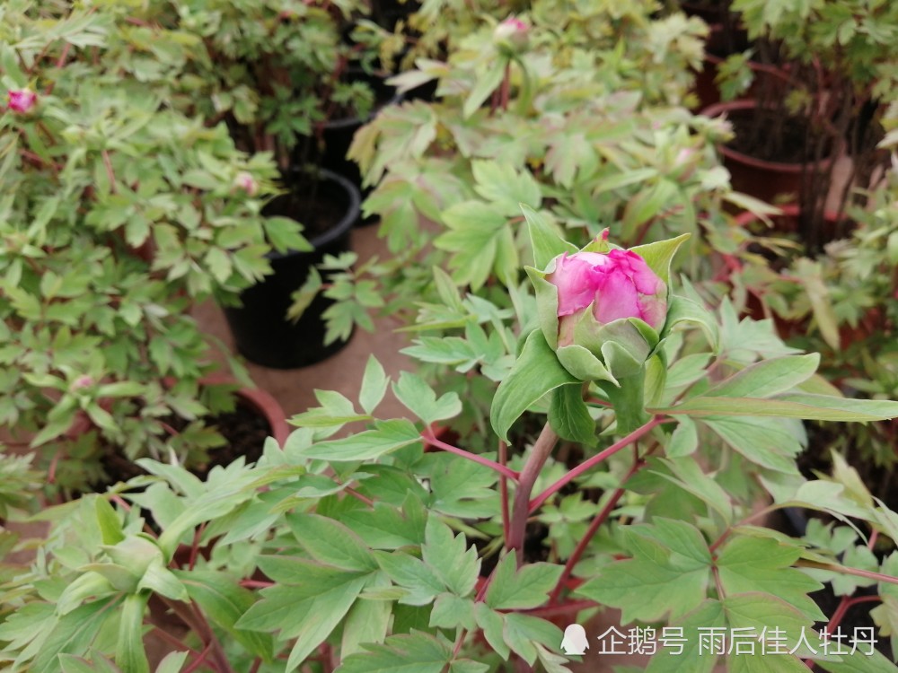 什么是催花牡丹?很多花友担心养不活,学会这两条,开花