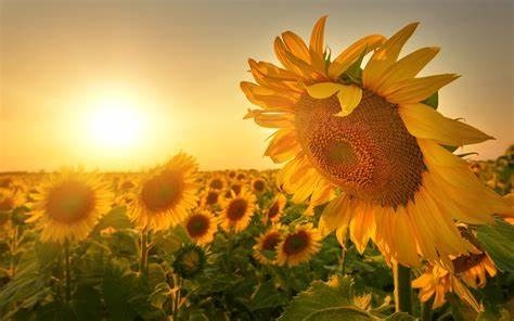 表白情话最暖心长句给女朋友 套路满满 感动到哭