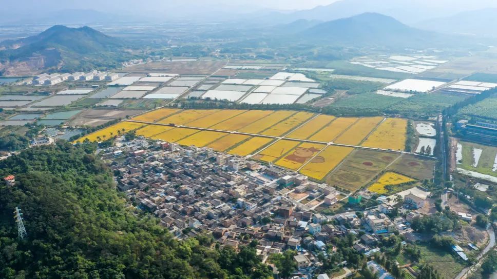 华发集团帮扶斗门镇上洲村农田景观建设