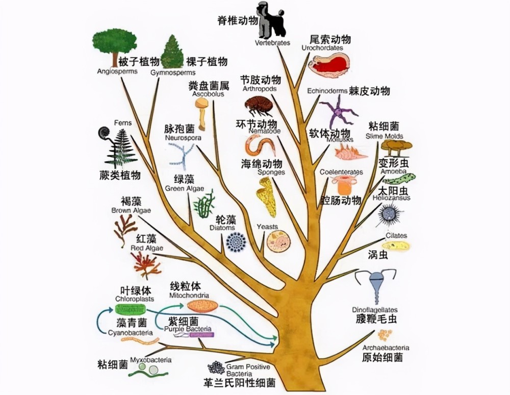 我们都在一颗进化树上