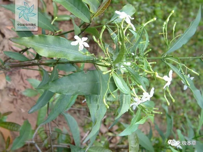 药用狗牙花见过吗清热降压消肿止痛治高血压咽喉肿痛腹痛