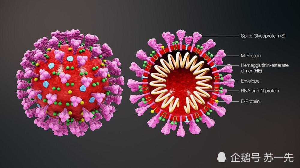 新冠病毒的结构图