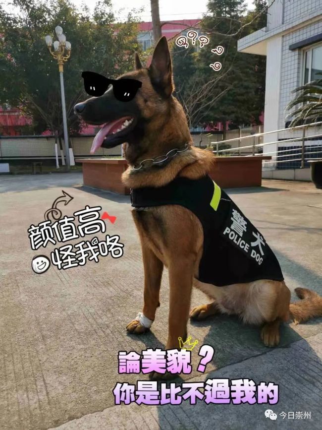 汪族荣耀警犬刀锋和她的同事们