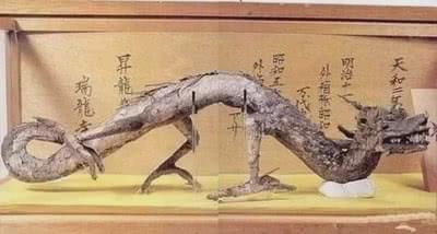 中国第一条真龙现身日本,结果被日本人制成了标本