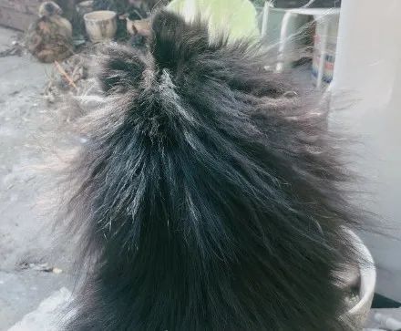 笑喷了!早上起床,发现沙发上有个炸毛的海胆