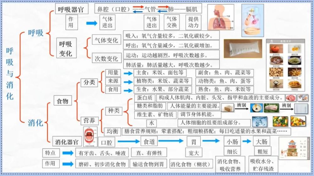 科学四上复习:思维导图 知识点,可下载打印