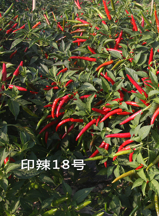 川椒种业:超高产朝天椒新品种,种植技术你知道吗?