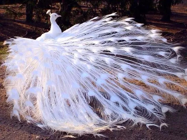 5,白孔雀是一种全身洁白,羽毛无杂色,眼睛呈淡红色的孔雀,十分美丽