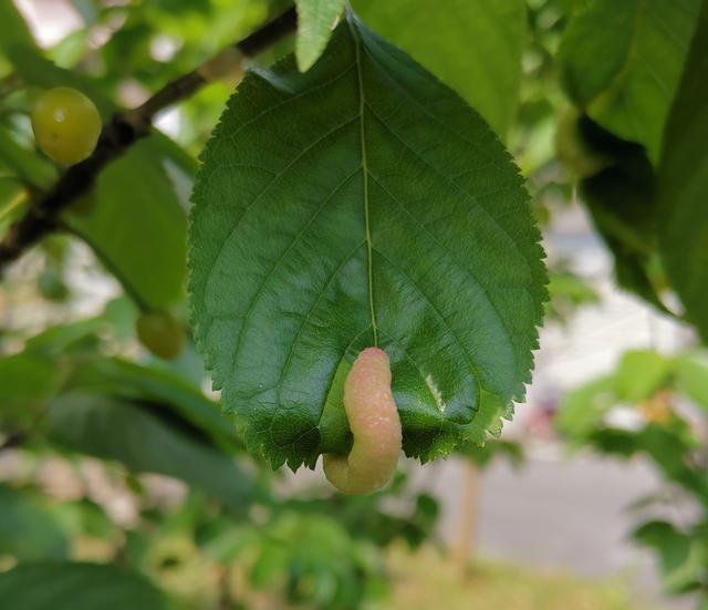 求科普,这个樱桃树叶上长的"肉虫虫""肉耳朵",不知道是啥,谁来回答?