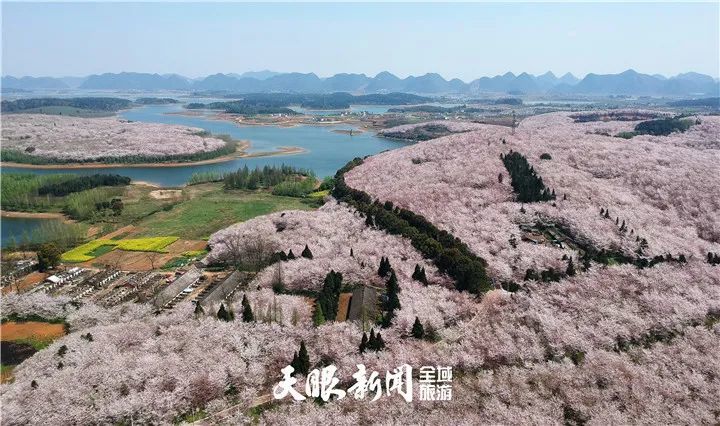 贵定金海雪山春花浪漫,贵安万亩樱花绽放,安顺屯堡油菜花黄,石阡五德