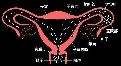 输卵管堵塞还能自然怀孕吗