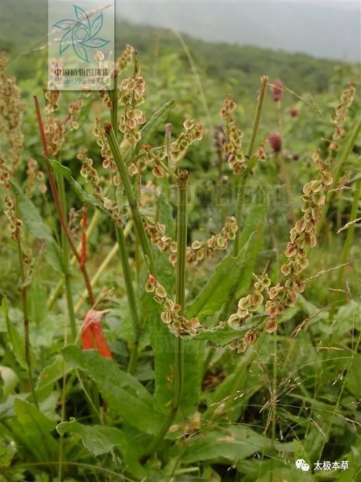 酸模,见过吗?内治痢疾,便秘;外治疥癣,疔疮,神经性皮炎,湿疹