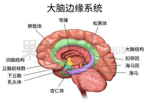 相应的,哺乳动物动物的大脑里也发展出了独特的情感区域(边缘系统)