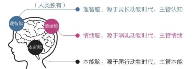 真正的认知觉醒,从认识你自己的大脑开始.