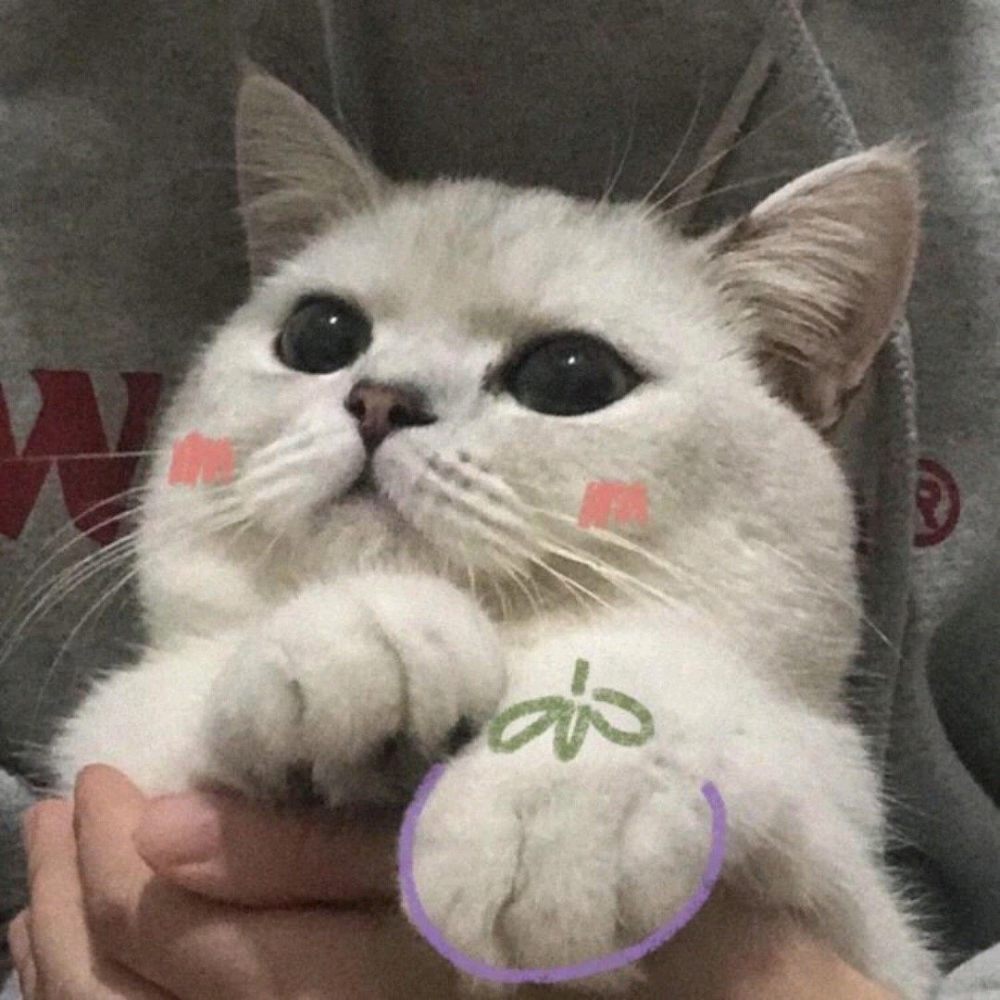 情头～猫咪可爱风情头