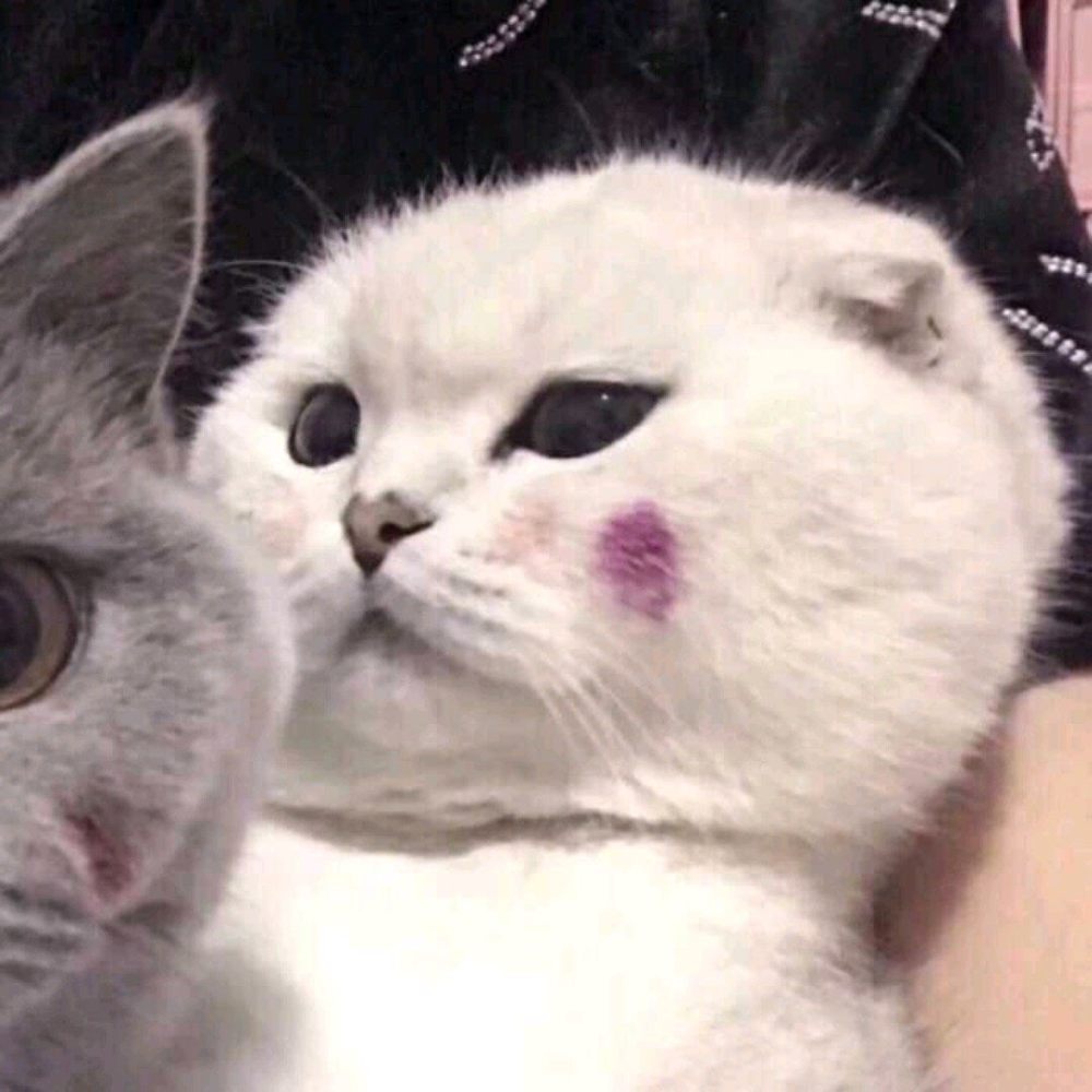 情头～猫咪可爱风情头
