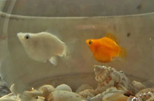 玛丽鱼鱼缸养水篇