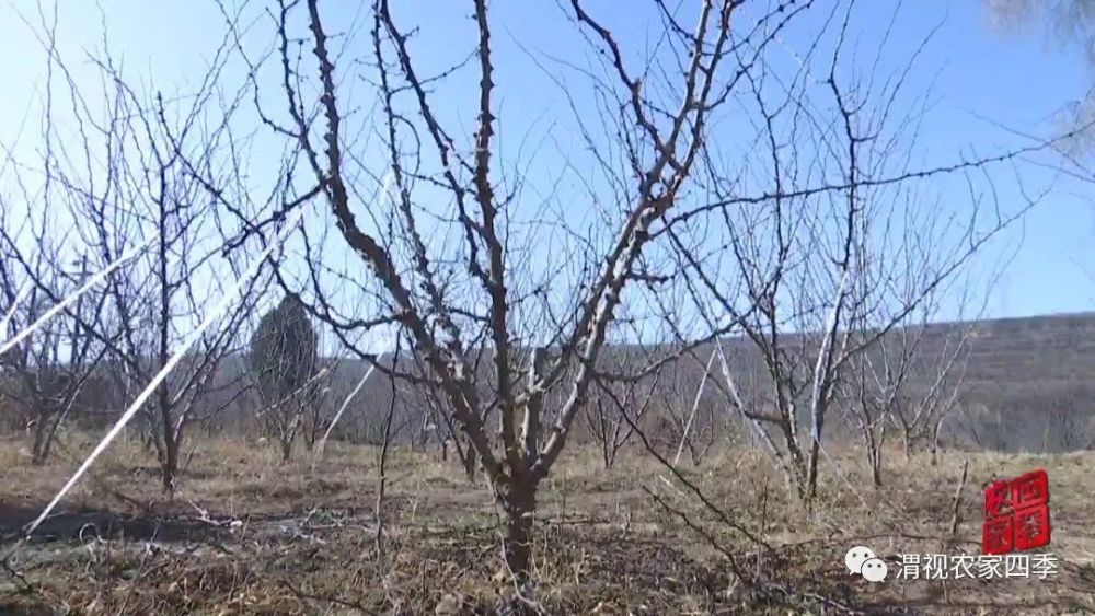 花椒树冬季修剪要注意