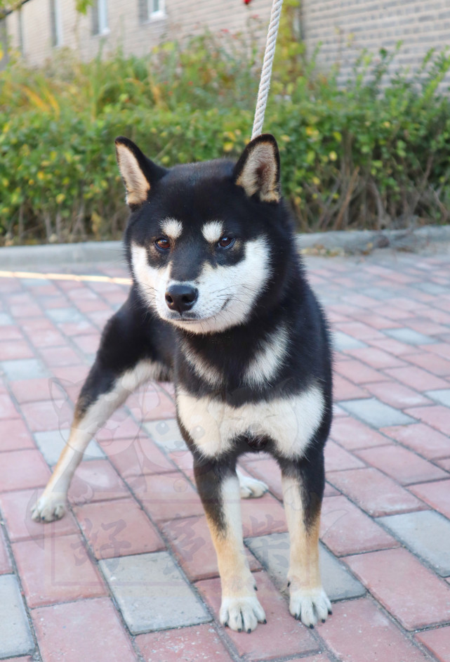 教你如何挑选柴犬幼犬(黑柴篇)