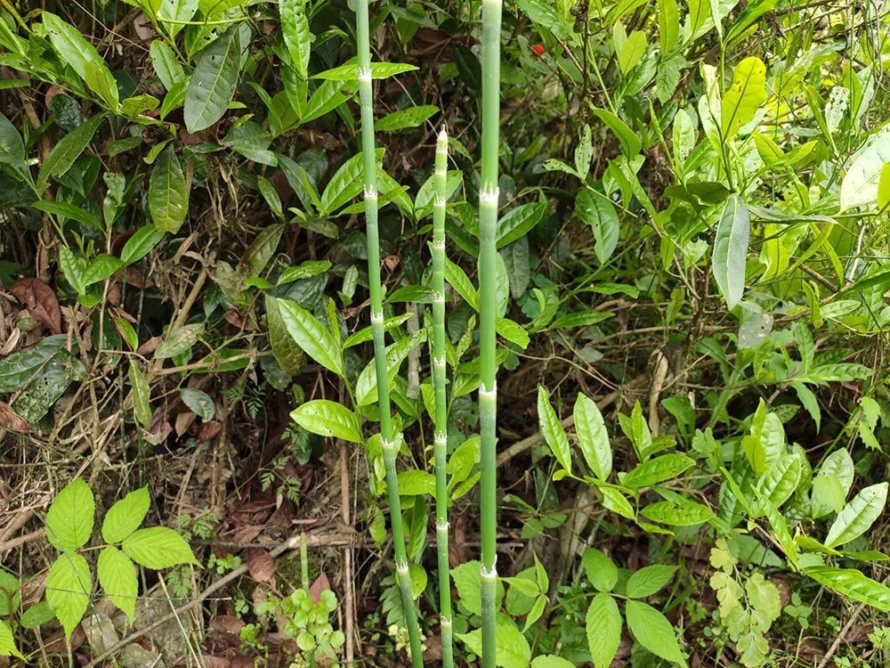这野草很多人认识,过去常摘来喂兔子,殊不知用途很多