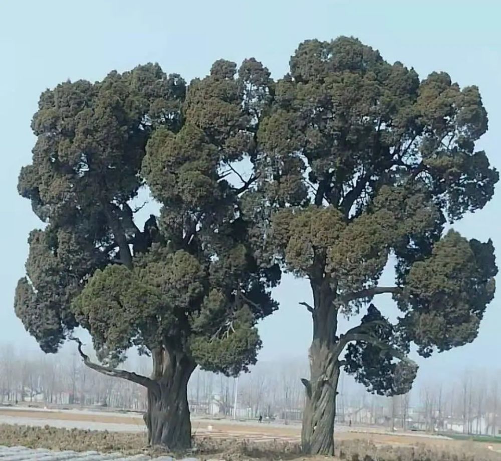 1000年圆柏 (一级保护) 树龄超过100年就可以称之为古树,树种稀有