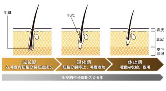 看看健康头发的生长周期!