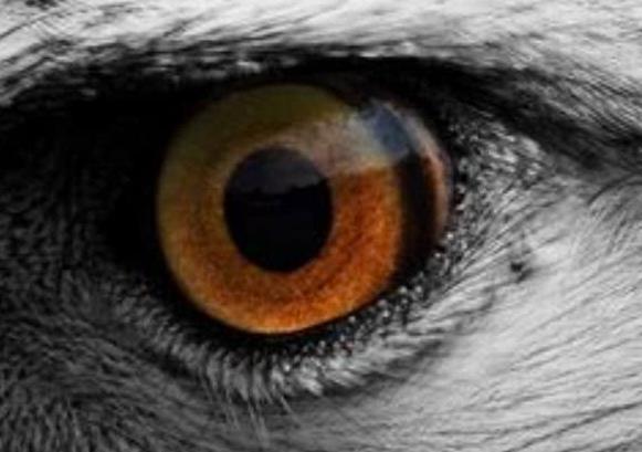 心理测试:哪只眼睛是鹰眼?测你洞察人心的能力是几级?