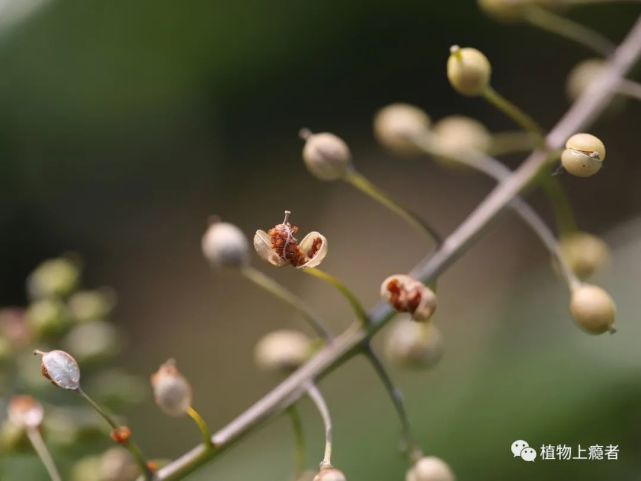 在开满风花菜与无瓣蔊菜的长江边,春光悄然已至