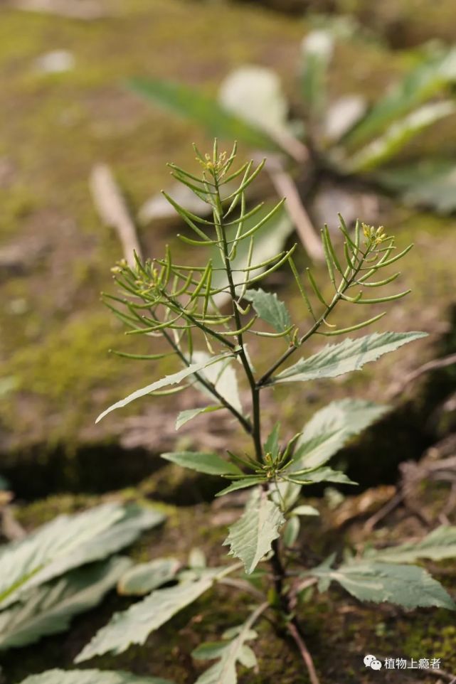 在开满风花菜与无瓣蔊菜的长江边,春光悄然已至