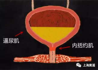 另一个是 尿道括约肌—负责不让尿道中的尿液漏出.